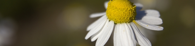 Der Gesundheits-Fernkurs Veterinär-Heilpflanzenkunde lehrt Phytotherapie für Tiere.