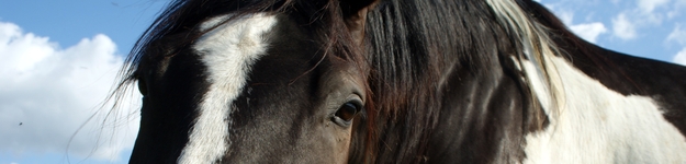 Der Gesundheits-Fernkurs Veterinärakupunktur für Pferde orientiert sich an den Lehren der TCM.